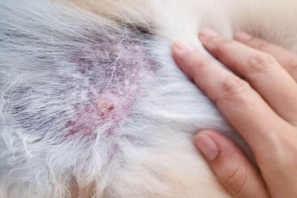 Bacterial Infection of the Skin in Dogs