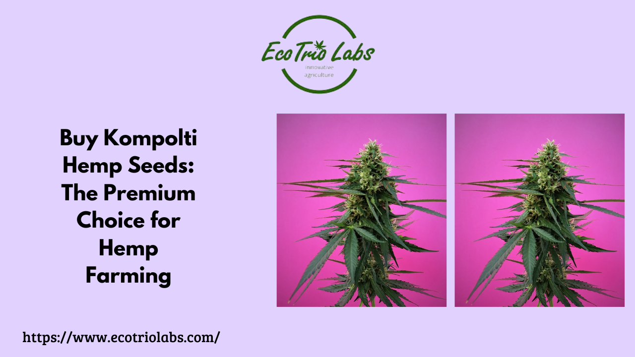 Kompolti Hemp Seeds