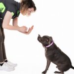 Dog Training Western Sydney