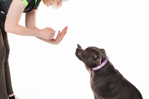 Dog Training Western Sydney