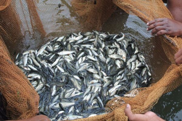 India Fish Market