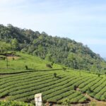 munnar-tour-guide