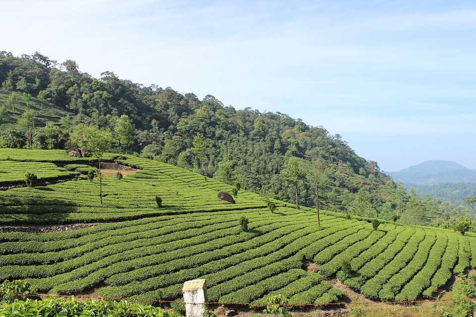 munnar-tour-guide