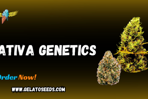 Sativa genetics