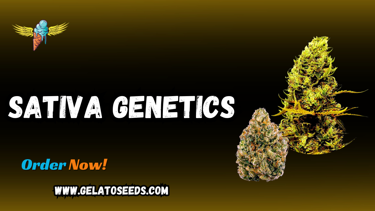 Sativa genetics