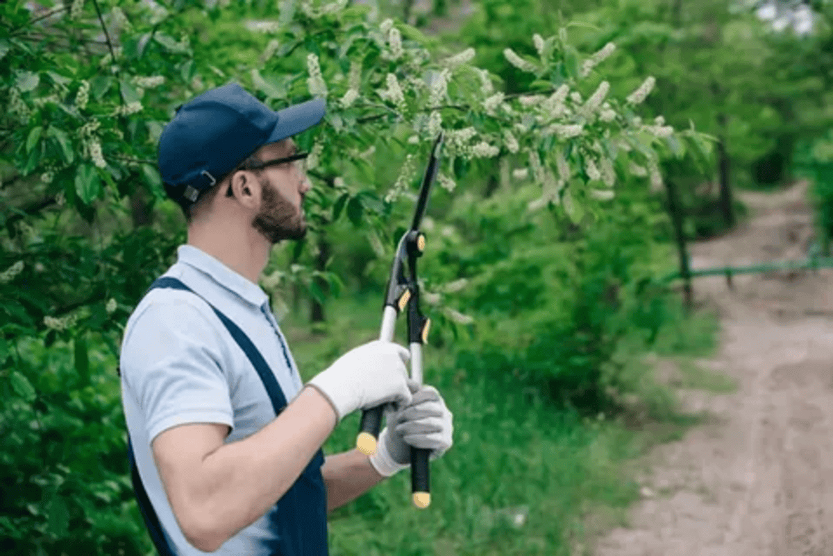 Trim Your Trees