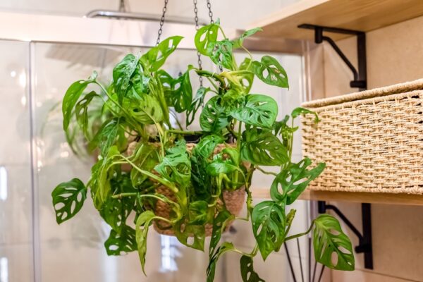 best indoor hanging plants, hanging plant pots