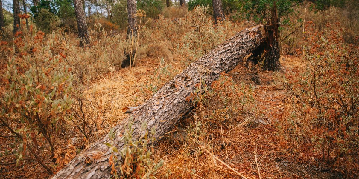 Fallen Tree after Storm