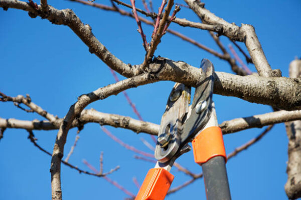 Tree Trimming