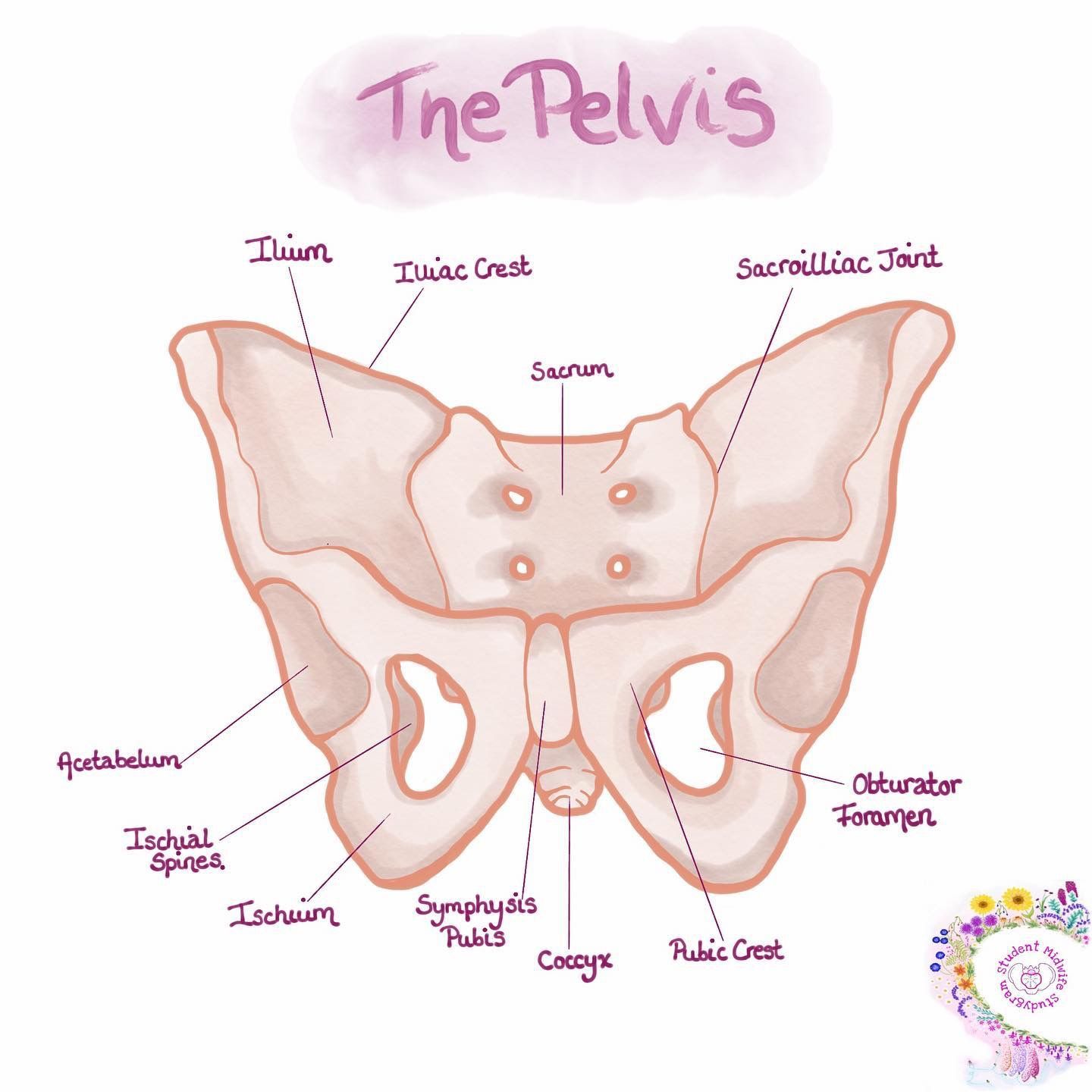 pelvic pathology ultrasound