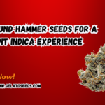 9 Pound Hammer seeds