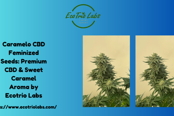 Caramelo CBD Feminized Seeds