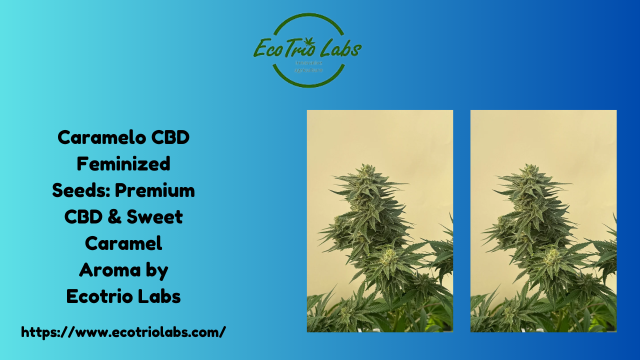 Caramelo CBD Feminized Seeds