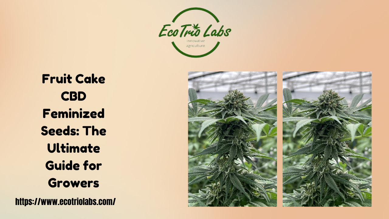 Fruit Cake CBD Feminized Seeds