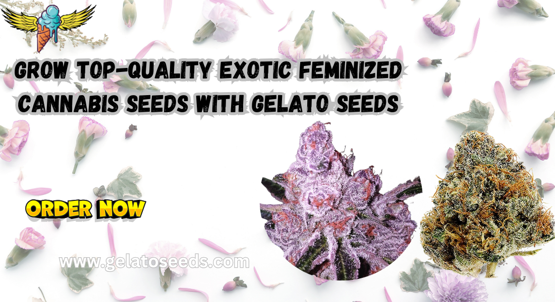 exotic Feminized cannabis seeds