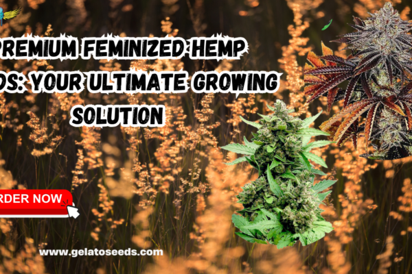 Feminized Hemp Seeds