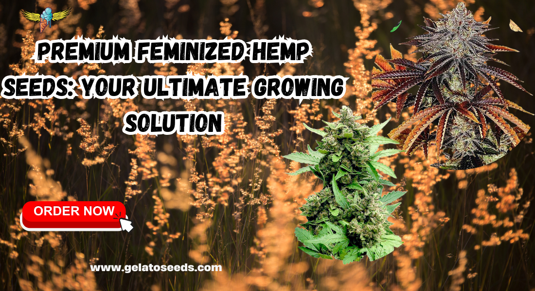 Feminized Hemp Seeds