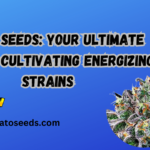 sativa seeds