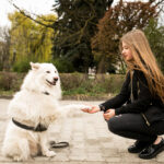 A woman kneels beside a white dog, demonstrating the loving interaction that is essential in training a Standard Poodle.