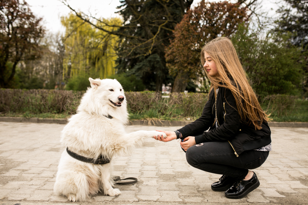 A woman kneels beside a white dog, demonstrating the loving interaction that is essential in training a Standard Poodle.